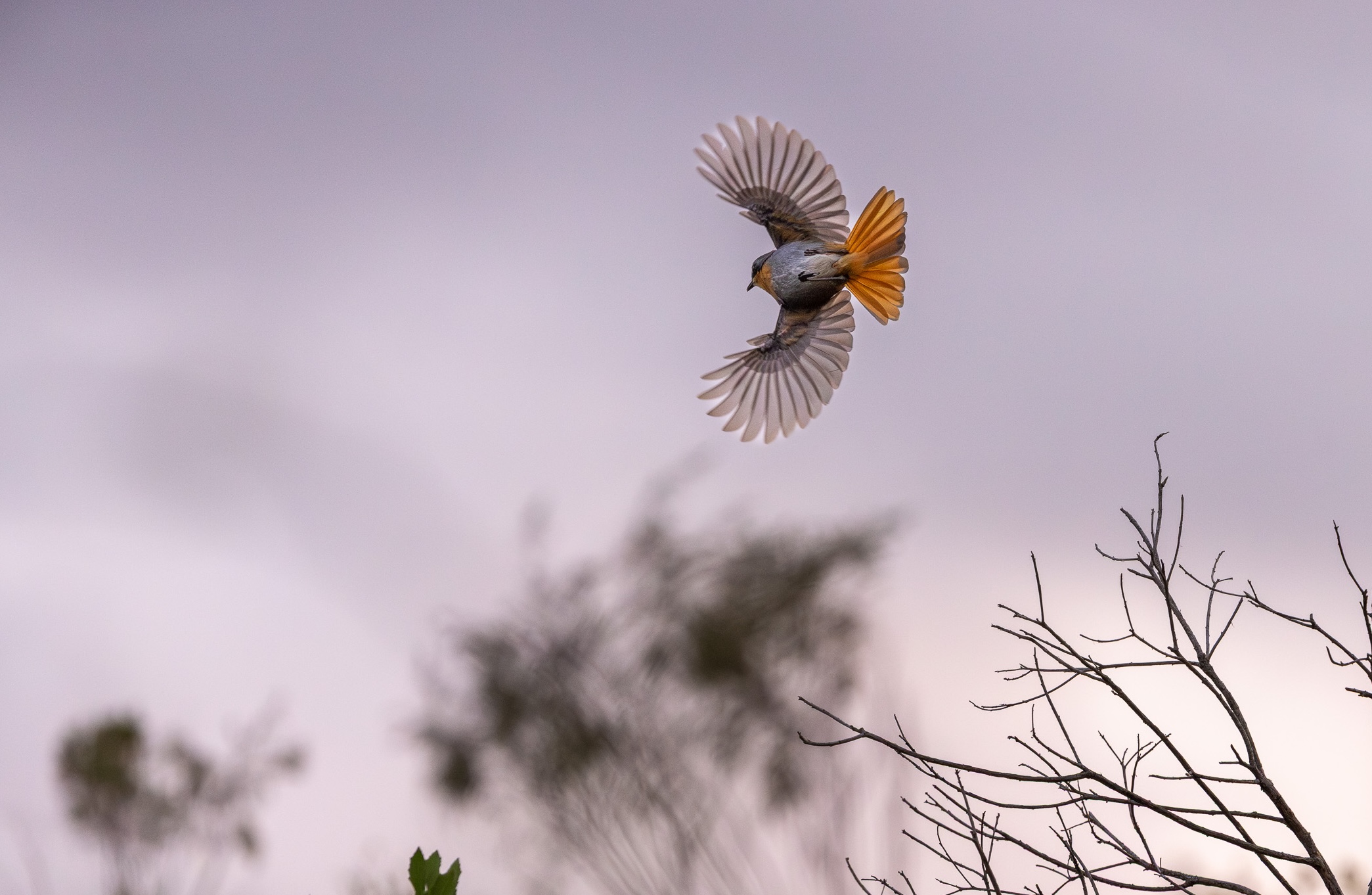 Bird in flight